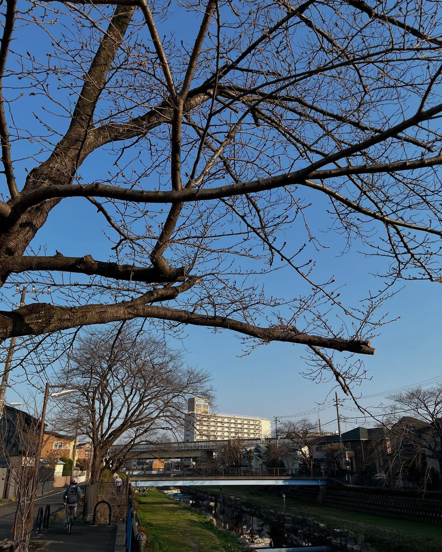春の訪れとともに、調布市と言えば野川の桜が待ち遠しいですね✨