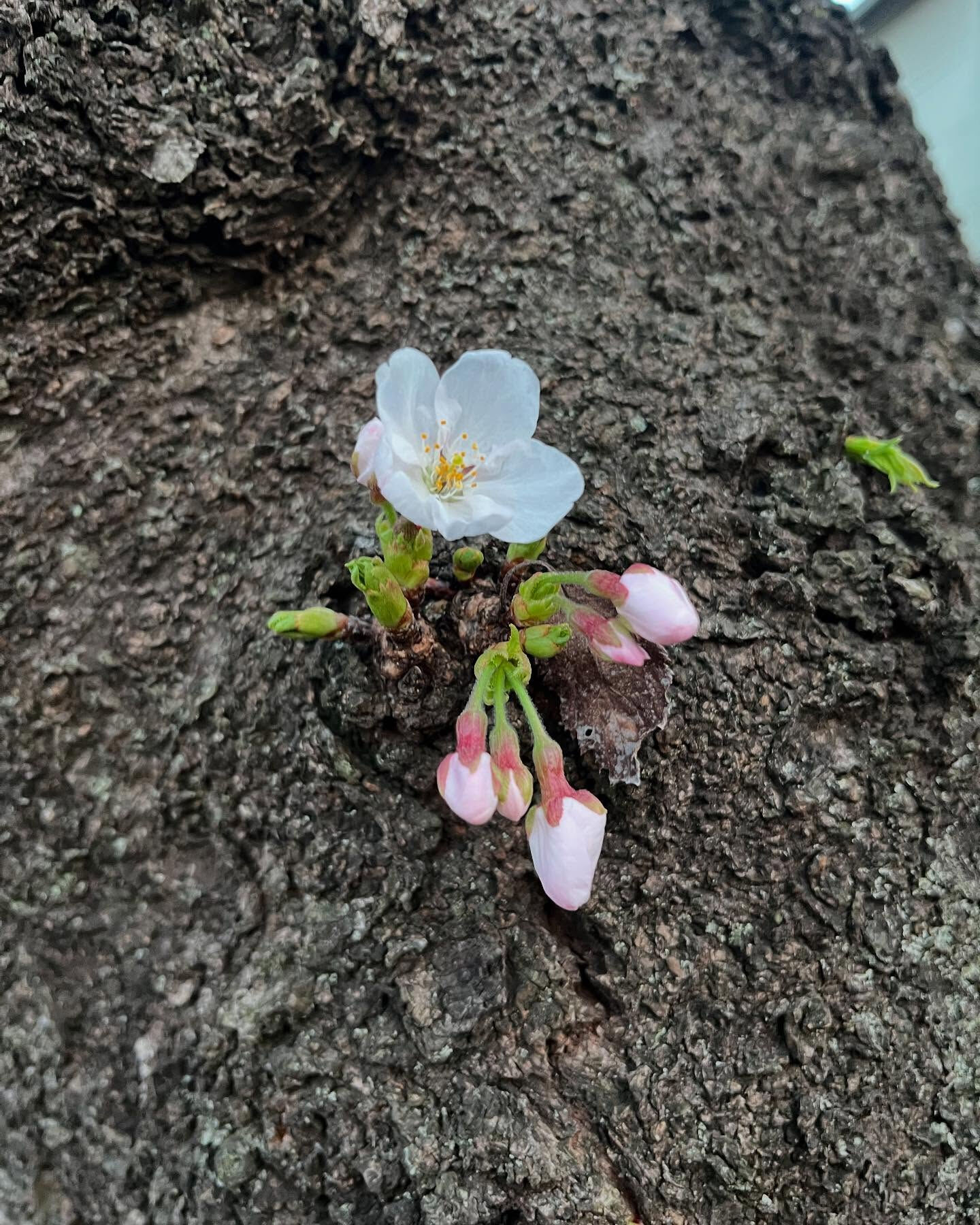 調布市にある美容室は、あなたの髪の悩みを解決し、自分らしさを